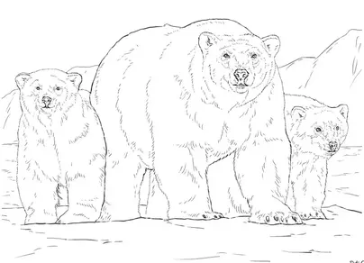 Картинка бурый медведь для детей
