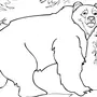 Бурый Медведь Рисунок