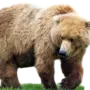 Картинка медведь на белом фоне
