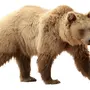 Картинка Медведь На Белом Фоне