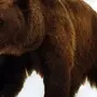 Картинка Медведь На Белом Фоне