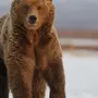 Бурый Медведь