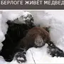 Берлога медведя внутри с медведем
