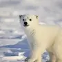 Белый медвежонок картинки