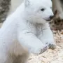 Белый Медвежонок Картинки
