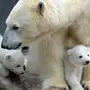 Белый медвежонок картинки
