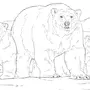 Белый Медведь Картинки Раскраски