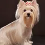 Салонная собака