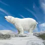 Белый медведь картинки