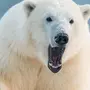 Белый медведь картинки