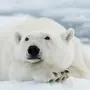 Белый Медведь Картинки