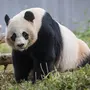 Медведь панда