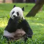 Медведь панда