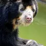 Очковый Медведь