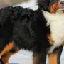 Собака бернский зенненхунд