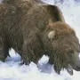 Хвост Медведя