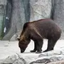 Хвост медведя