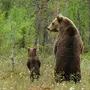 Медведь сзади