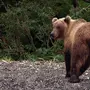 Медведь сзади