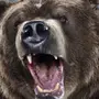Оскал медведя