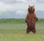 Медведь на задних лапах