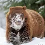 Медведя Зимой