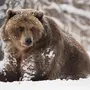 Медведя Зимой