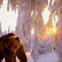 Медведя зимой