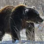 Медведя зимой