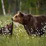 Картинка медведица