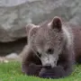 Фотка медвежонка