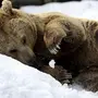 Спящий медведь картинки