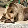 Спящий Медведь Картинки
