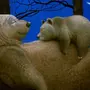 Спокойной ночи медвежонок картинки