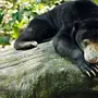 Малайский Медведь