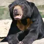 Бируанг медведь