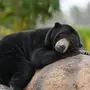 Бируанг Медведь