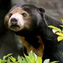 Бируанг медведь