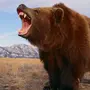 Медведь На Аву