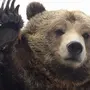 Медведь На Аву