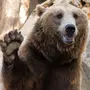 Скачать Картинку Медведя