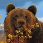 Скачать картинку медведя