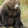 Скачать картинку медведя