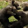 Скачать картинку медвежонок