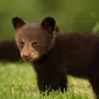 Скачать картинку медвежонок
