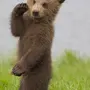 Скачать Картинку Медвежонок