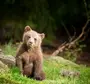 Скачать Картинку Медвежонок