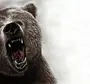 Медведь Россия Картинки