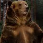 Медведь россия картинки