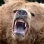 Разъяренный Медведь
